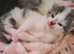 Kitten