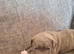 5 beautiful staffy puppies