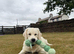 Golden retriever boy