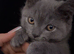 British shorthair kittens