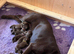 One female cocker spaniel x labrador available