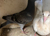 Coloured racing pigeons