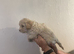 Beautiful cavapoos FB1