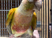 Proven many times pineapple conures