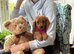 Cavapoo girls for sale