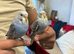 Young Semi-Hand Tamed Budgie