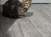 3 kittens for sale