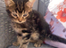 Tabby and ginger Kittens