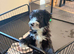 Beautiful Bearded Collie Puppies