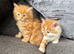 British shorthaired cross Persian kittens