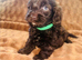 Beautiful F1 Cavapoo Puppies
