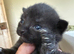Beautiful Home-Reared Kittens – ready Sat 11th July