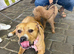 Female dog