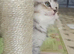 READY NOW BSH X SCOTTISH FOLD