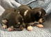 stunning chihuahuas