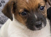 Miniature Jack Russell puppy’s