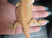 Baby bearded dragons