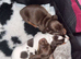 KC Miniature Dachshund