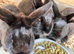 3 gorgeous full black rabbits