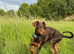 Friendly 6 months puppy looking for a forever home