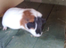 Male guinea pigs