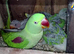 Alexandrine pair male and female for sale