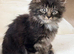 Beautiful Bombay x kittens , Ready now !!