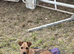 Patterdale puppies
