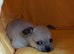 Gorgeous chihuahua male