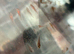 Baby axolotls