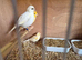 8 Canaries