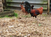 Hatching eggs American game