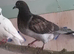 pigeons for sale