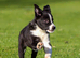 Last Boy border collie