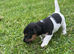 Traditional Jack Russell pups