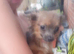 Pure Chihuahua female
