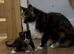 1 female tortoiseshell kitten