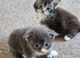 Xxl mainecoon cubs