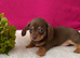 Gorgeous Chiweenie Puppies - Ready Now
