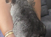 Male Chinchilla Kit looking for it's forever home