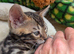 Pure Bengal kittens mum and dad TICA registered