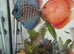 Discus