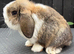 Mini lop girl