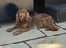 4 year old Sable KC registered cocker spaniel