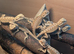 Baby bearded dragons