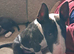 Male English bull terrier