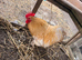 Male bantam