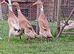 Trio of Fawn and White Indian Runner Ducks