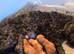 Stunning American Cockapoo puppies