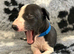 Beautiful Black & White Whippet Puppy – Last Little Boy Available